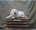 Puppy Ricochet Labrador Retriever