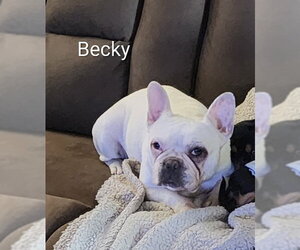 Becky - Female French Bulldog Dog for Adoption