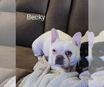 Becky - Female French Bulldog Dog for Adoption - Small photo