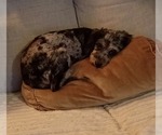 Violet - Female Aussiedoodle Miniature  Dog for Adoption - Small photo