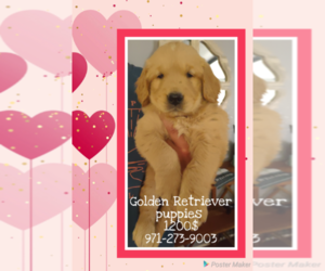 Golden Retriever Puppy for sale in PHELAN, CA, USA