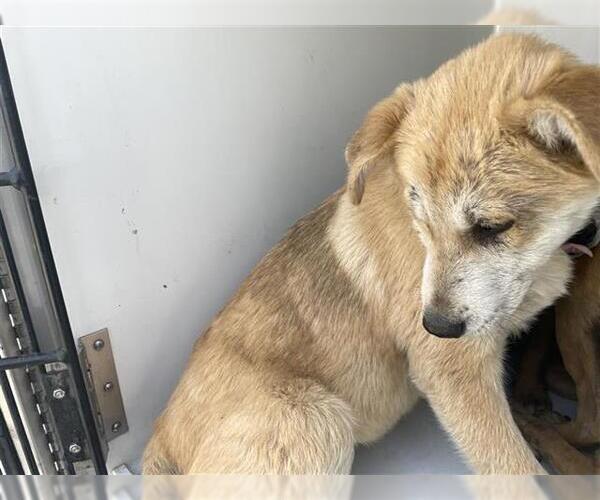 Medium Photo #1 Labrador Retriever-Unknown Mix Puppy For Sale in Houston, TX, USA