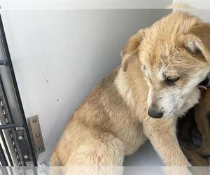 Labrador Retriever-Unknown Mix Dogs for adoption in Houston, TX, USA