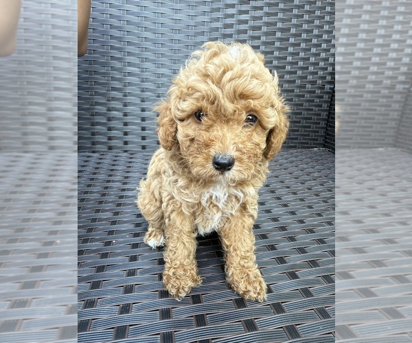Medium Photo #3 Poodle (Toy) Puppy For Sale in MARYLAND HEIGHTS, MO, USA