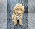 Small #2 Poodle (Toy)