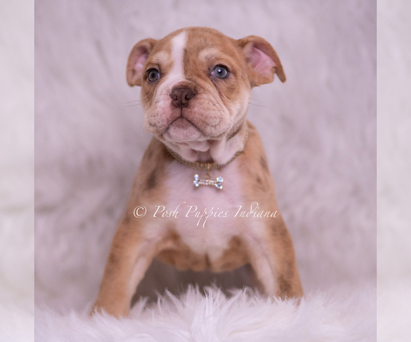 Medium Photo #30 Bulldog Puppy For Sale in WARSAW, IN, USA