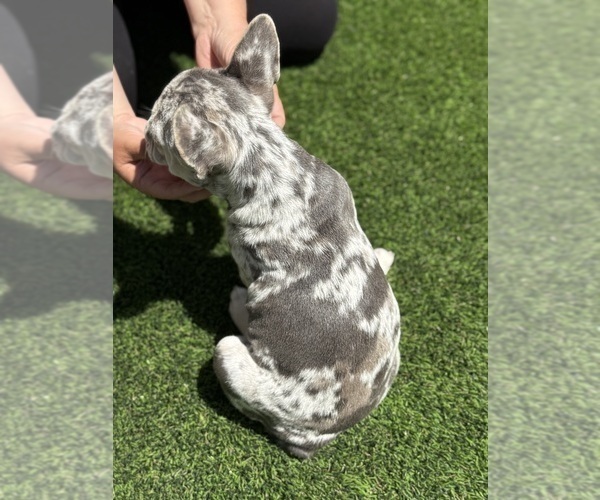 Medium Photo #10 French Bulldog Puppy For Sale in PLEASANTON, CA, USA