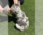 Small #9 French Bulldog