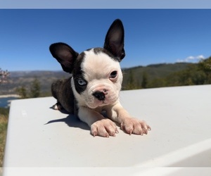 Boston Terrier Puppy for sale in OROVILLE, CA, USA