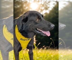 Retriever -Unknown Mix Dogs for adoption in White Bluff, TN, USA