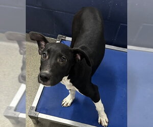 Labrador Retriever-Unknown Mix Dogs for adoption in Sterling, MA, USA