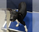 Small Labrador Retriever Mix