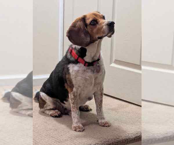Medium Photo #4 Beagle Puppy For Sale in Clinton , MI, USA