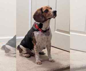Benny - Male Beagle Dog for Adoption - Photo #4