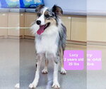 Small #3 Australian Shepherd