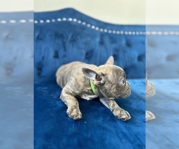 Medium Photo #9 French Bulldog Puppy For Sale in STOCKTON, CA, USA