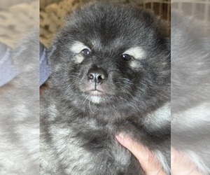 Keeshond Puppy for sale in MANASSAS, VA, USA