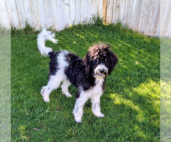 Medium Photo #7 Poodle (Standard)-Unknown Mix Puppy For Sale in Sandy, UT, USA
