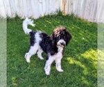 Small #6 Poodle (Standard) Mix