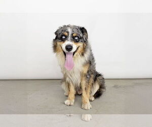 Australian Shepherd Dogs for adoption in Pasadena, CA, USA