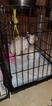 Small Photo #118 Bull Terrier Puppy For Sale in JACKSON, MI, USA