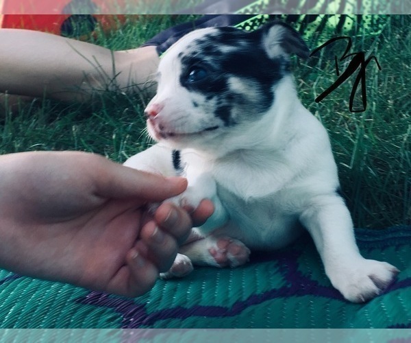 Medium Photo #3 French Bullhuahua Puppy For Sale in YPSILANTI, MI, USA