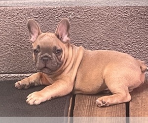 French Bulldog Puppy for sale in SEBRING, FL, USA