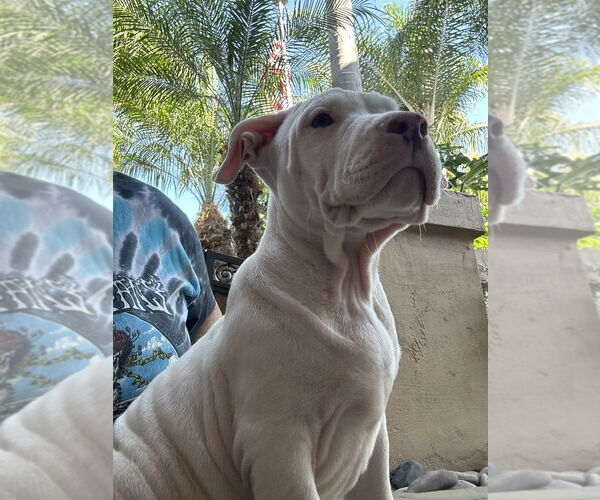 Medium Photo #3 Staffordshire Bull Terrier Puppy For Sale in San Diego, CA, USA