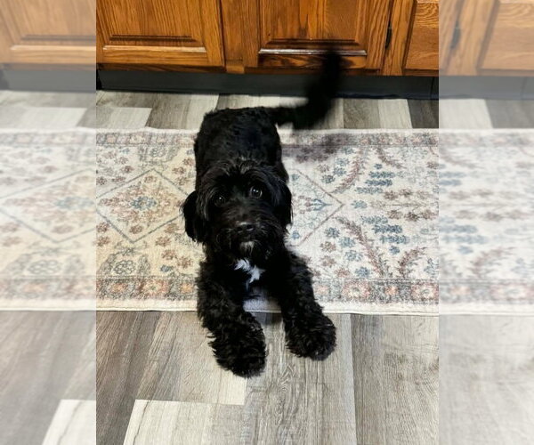 Medium Photo #6 Mutt Puppy For Sale in Portland, IN, USA