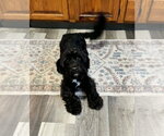 Small #5 Mutt