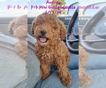 Puppy Audrey Goldendoodle (Miniature)