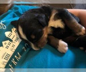 Bernese Mountain Dog Puppy for sale in LEETONIA, OH, USA
