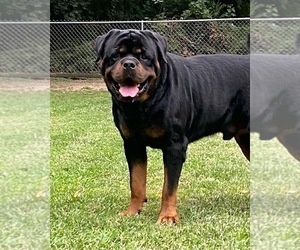 Father of the Rottweiler puppies born on 03/22/2023
