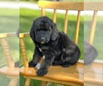 Small Photo #32 Goldendoodle Puppy For Sale in MARYVILLE, MO, USA