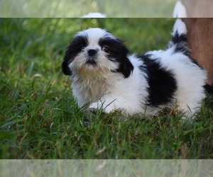Shih Tzu Puppy for sale in PALM COAST, FL, USA