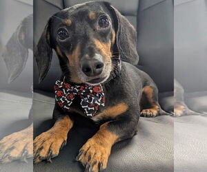 Dachshund Dogs for adoption in Shelbyville, TN, USA