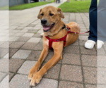 Small #1 Labrador Retriever Mix