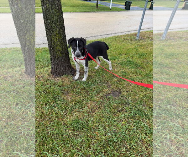 Medium Photo #2 Labrador Retriever-Unknown Mix Puppy For Sale in Plainfield, IL, USA