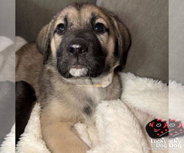 Medium Photo #1 Labrenees Puppy For Sale in Washington, DC, USA