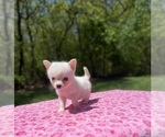 Small Photo #30 Pomsky Puppy For Sale in DRACUT, MA, USA