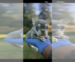 Small #4 French Bulldog