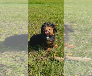 Father of the Dachshund puppies born on 03/29/2026