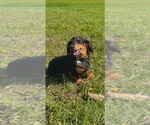 Small Photo #1 Dachshund Puppy For Sale in CAMDEN, OH, USA