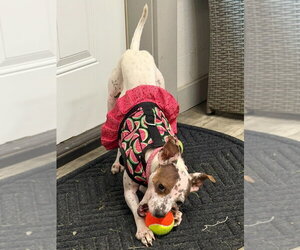 Bijou - Female Chihuahua-Unknown Mix Dog for Adoption - Photo #6
