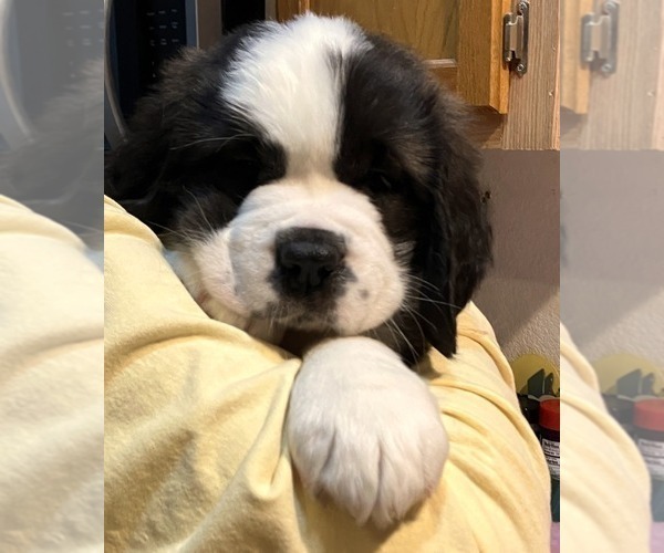 Medium Photo #4 Saint Bernard Puppy For Sale in COLORADO SPRINGS, CO, USA