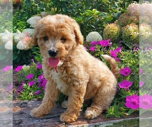 Miniature Labradoodle Puppy for sale in NEW PROVIDENCE, PA, USA