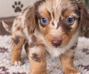 Medium Aussiedox
