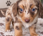 Puppy Puppy 5 Aussiedox