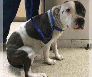 Mutt Dogs for adoption in Riverside, CA, USA