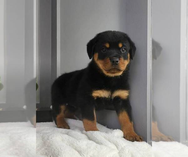 Medium Photo #3 Rottweiler Puppy For Sale in FRANKLIN, IN, USA